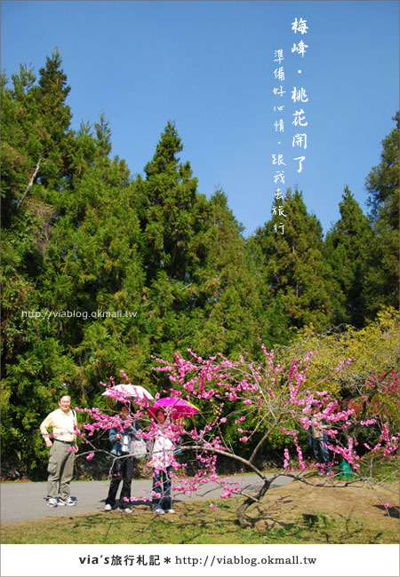 【梅峰農場桃花緣】最美的桃花隧道，就在南投梅峰這裡～（上）3