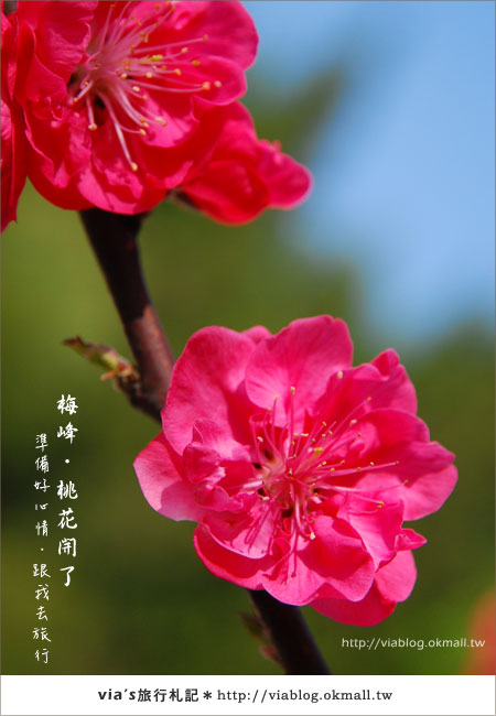 【梅峰農場桃花緣】最美的桃花隧道，就在南投梅峰這裡～（上）12
