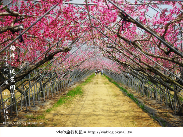 【梅峰農場桃花緣】最美的桃花隧道，就在南投梅峰這裡～（上）15