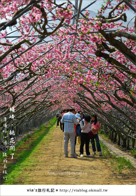 【梅峰農場桃花緣】最美的桃花隧道，就在南投梅峰這裡～（上）17