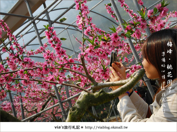 【梅峰農場桃花緣】最美的桃花隧道，就在南投梅峰這裡～（上）23