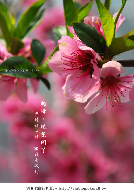 【梅峰農場桃花緣】最美的桃花隧道，就在南投梅峰這裡～（上）25
