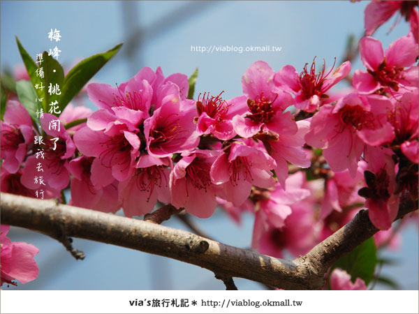 【梅峰農場桃花緣】最美的桃花隧道，就在南投梅峰這裡～（上）29