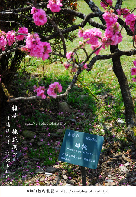 【梅峰農場桃花緣】最美的桃花隧道，就在南投梅峰這裡～（上）41
