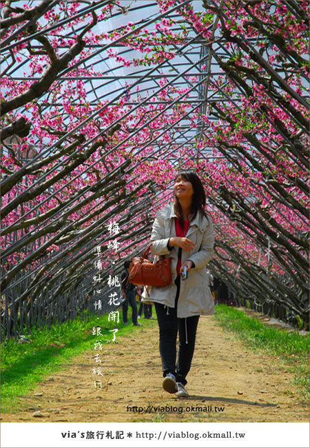 【梅峰農場桃花緣】最美的桃花隧道，就在南投梅峰這裡～（上）45