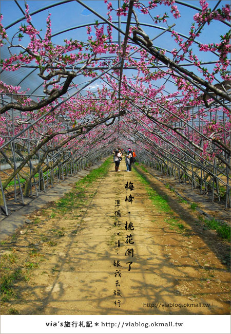 【梅峰農場桃花緣】最美的桃花隧道，就在南投梅峰這裡～（上）20