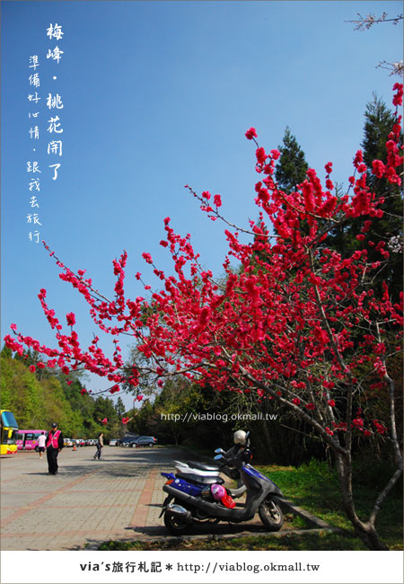 【梅峰農場桃花緣】最美的桃花隧道，就在南投梅峰這裡～（上）11