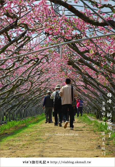 【梅峰農場桃花緣】最美的桃花隧道，就在南投梅峰這裡～（上）16