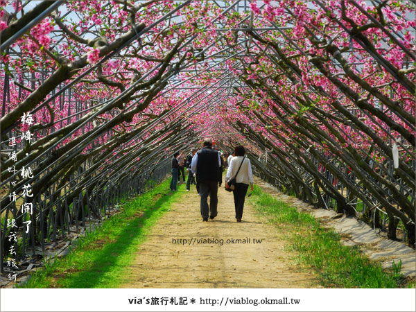 【梅峰農場桃花緣】最美的桃花隧道，就在南投梅峰這裡～（上）18