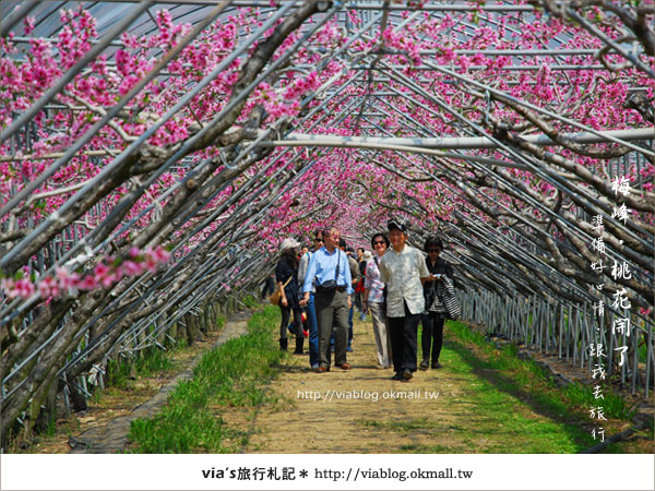 【梅峰農場桃花緣】最美的桃花隧道，就在南投梅峰這裡～（上）19
