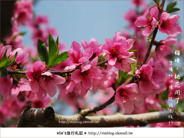 【梅峰農場桃花緣】最美的桃花隧道，就在南投梅峰這裡～（上）27
