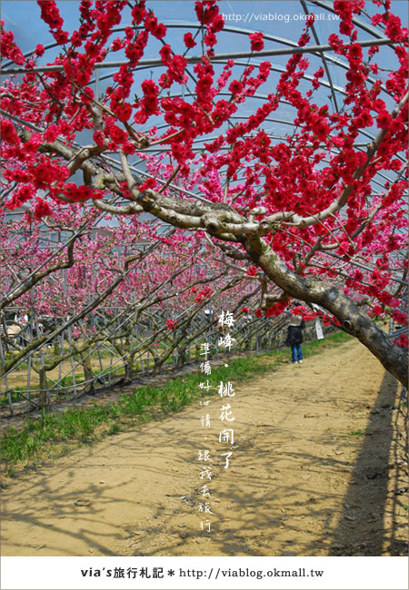 【梅峰農場桃花緣】最美的桃花隧道，就在南投梅峰這裡～（上）33