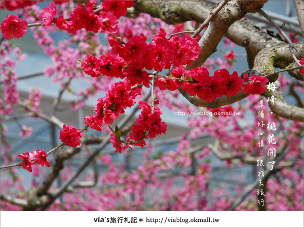 【梅峰農場桃花緣】最美的桃花隧道，就在南投梅峰這裡～（上）34