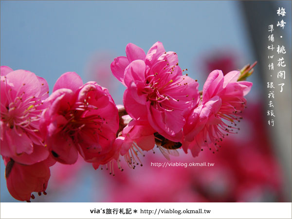 【梅峰農場桃花緣】最美的桃花隧道，就在南投梅峰這裡～（上）36