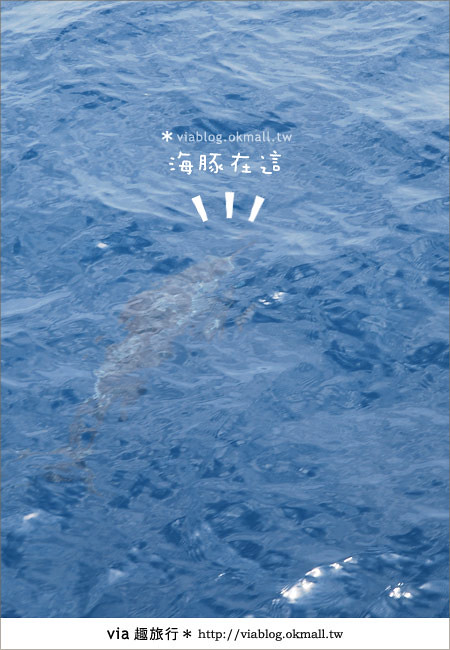 【花蓮賞鯨】花蓮玩樂趣～花蓮賞鯨之旅19