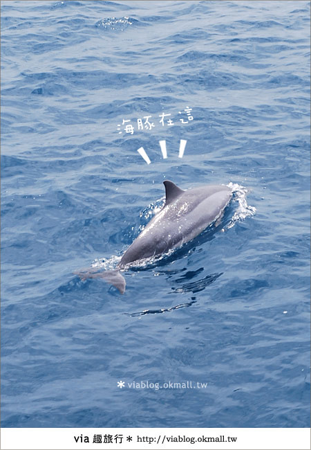 【花蓮賞鯨】花蓮玩樂趣～花蓮賞鯨之旅21