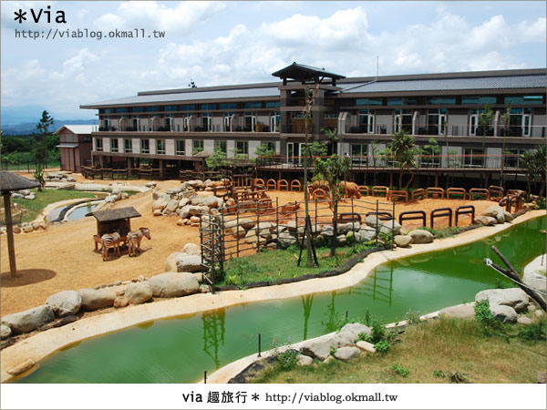 【新竹住宿】來去和動物住一晚～關西六福莊生態渡假旅館9