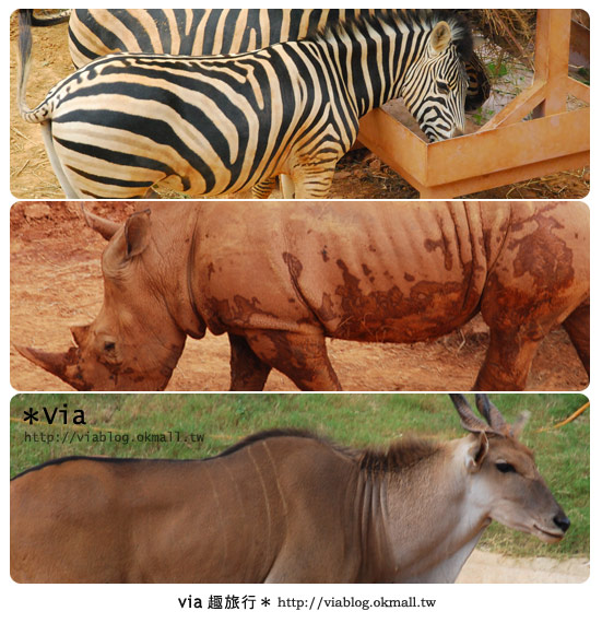 【新竹住宿】來去和動物住一晚～關西六福莊生態渡假旅館21