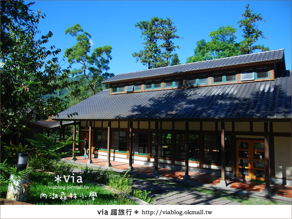 【溪頭一日遊】森林中的夢幻校園～內湖森林小學13