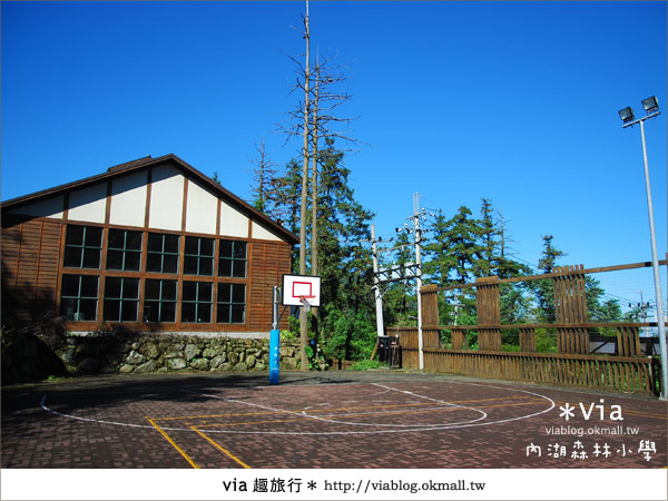 【溪頭一日遊】森林中的夢幻校園～內湖森林小學44