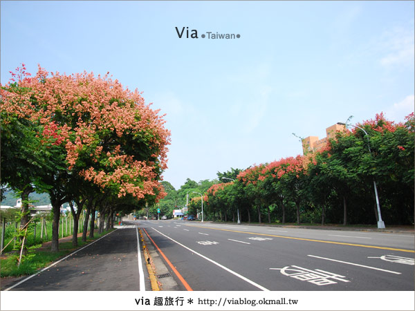 【台中】台灣秋天最美的街道！台中大坑發現美麗的台灣欒樹10