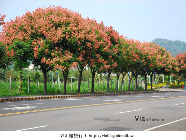 【台中】台灣秋天最美的街道！台中大坑發現美麗的台灣欒樹2