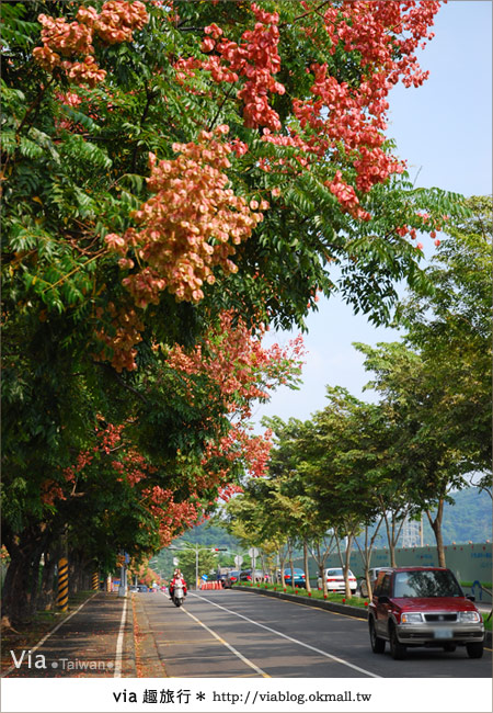 【台中】台灣秋天最美的街道！台中大坑發現美麗的台灣欒樹5