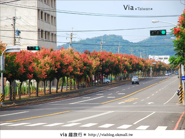 【台中】台灣秋天最美的街道！台中大坑發現美麗的台灣欒樹7
