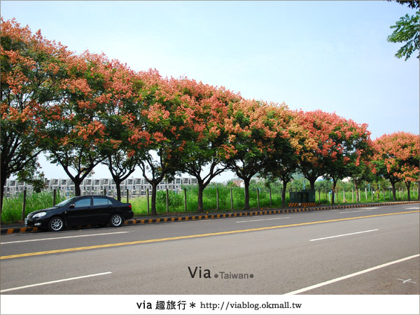 【台中】台灣秋天最美的街道！台中大坑發現美麗的台灣欒樹9