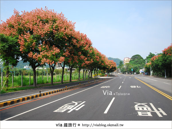 【台中】台灣秋天最美的街道！台中大坑發現美麗的台灣欒樹19