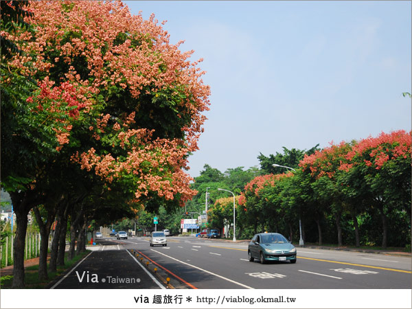 【台中】台灣秋天最美的街道！台中大坑發現美麗的台灣欒樹15