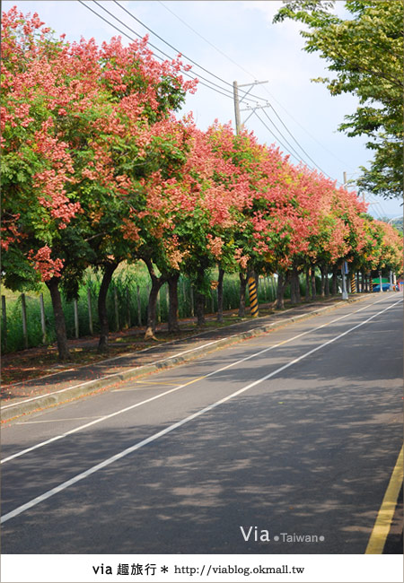 【台中】台灣秋天最美的街道！台中大坑發現美麗的台灣欒樹3