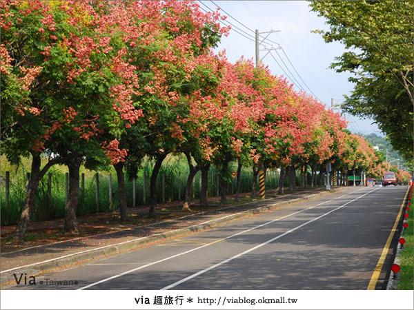 【台中】台灣秋天最美的街道！台中大坑發現美麗的台灣欒樹4
