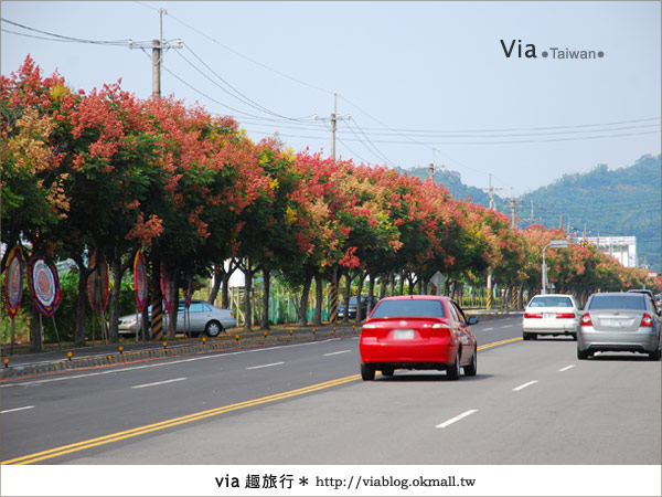 【台中】台灣秋天最美的街道！台中大坑發現美麗的台灣欒樹8