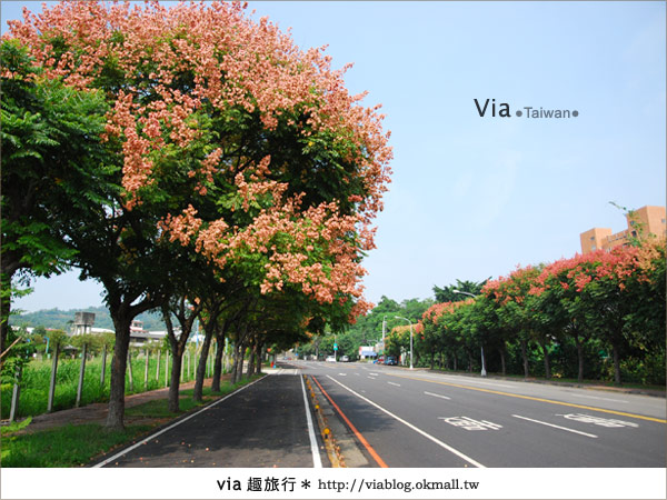 【台中】台灣秋天最美的街道！台中大坑發現美麗的台灣欒樹11