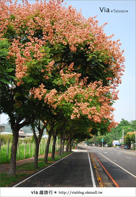 【台中】台灣秋天最美的街道！台中大坑發現美麗的台灣欒樹12
