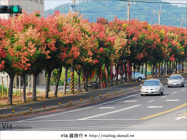 【台中】台灣秋天最美的街道！台中大坑發現美麗的台灣欒樹14