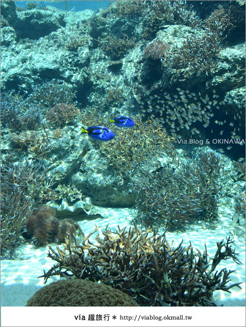 【沖繩景點】美麗海水族館～帶你欣賞美麗又浪漫的海底世界！8