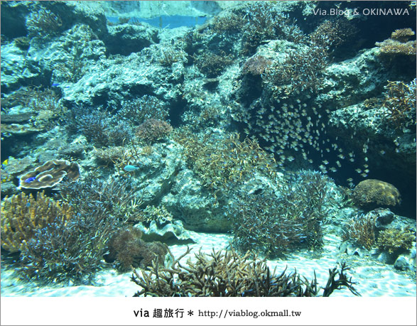 【沖繩景點】美麗海水族館～帶你欣賞美麗又浪漫的海底世界！9