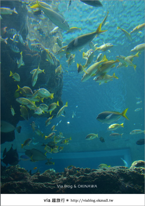 【沖繩景點】美麗海水族館～帶你欣賞美麗又浪漫的海底世界！12