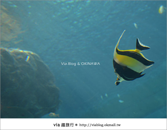 【沖繩景點】美麗海水族館～帶你欣賞美麗又浪漫的海底世界！11