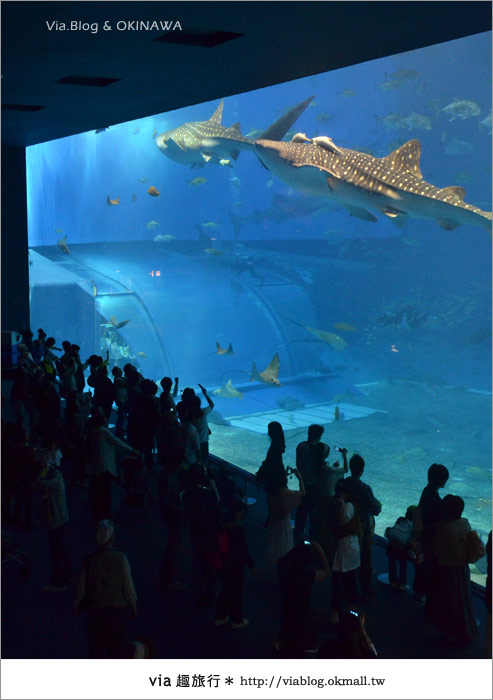 【沖繩景點】美麗海水族館～帶你欣賞美麗又浪漫的海底世界！20