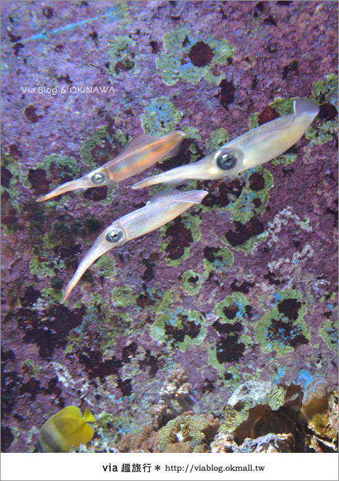 【沖繩景點】美麗海水族館～帶你欣賞美麗又浪漫的海底世界！18