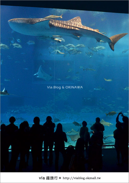 【沖繩景點】美麗海水族館～帶你欣賞美麗又浪漫的海底世界！23