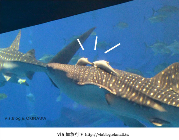 【沖繩景點】美麗海水族館～帶你欣賞美麗又浪漫的海底世界！26