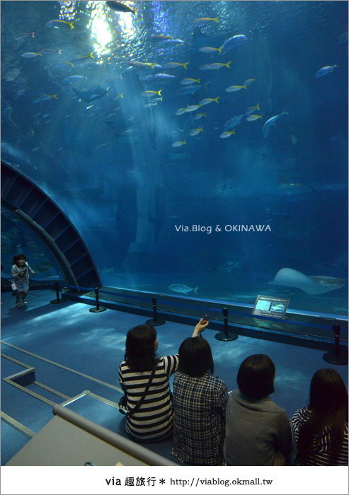 【沖繩景點】美麗海水族館～帶你欣賞美麗又浪漫的海底世界！33