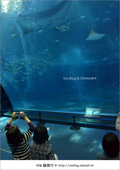 【沖繩景點】美麗海水族館～帶你欣賞美麗又浪漫的海底世界！34