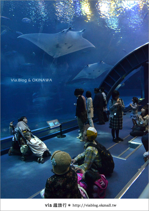 【沖繩景點】美麗海水族館～帶你欣賞美麗又浪漫的海底世界！36