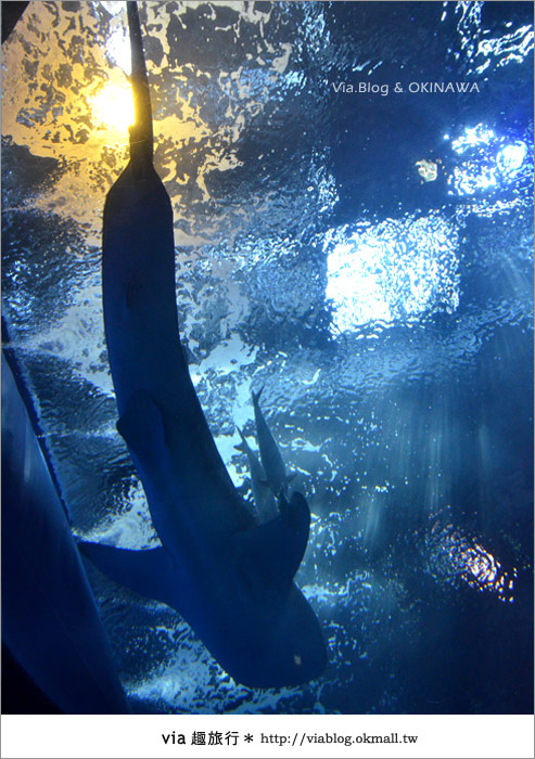 【沖繩景點】美麗海水族館～帶你欣賞美麗又浪漫的海底世界！35