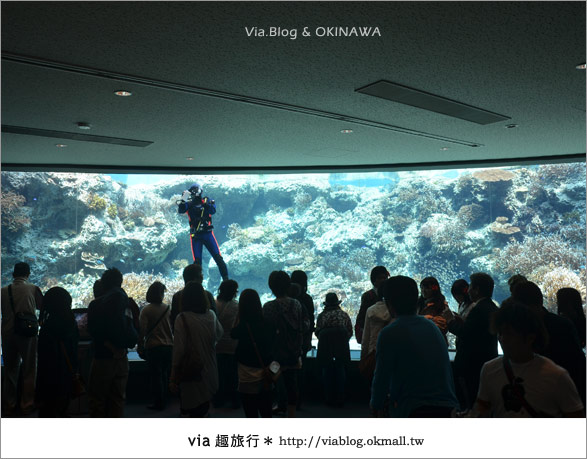 【沖繩景點】美麗海水族館～帶你欣賞美麗又浪漫的海底世界！7